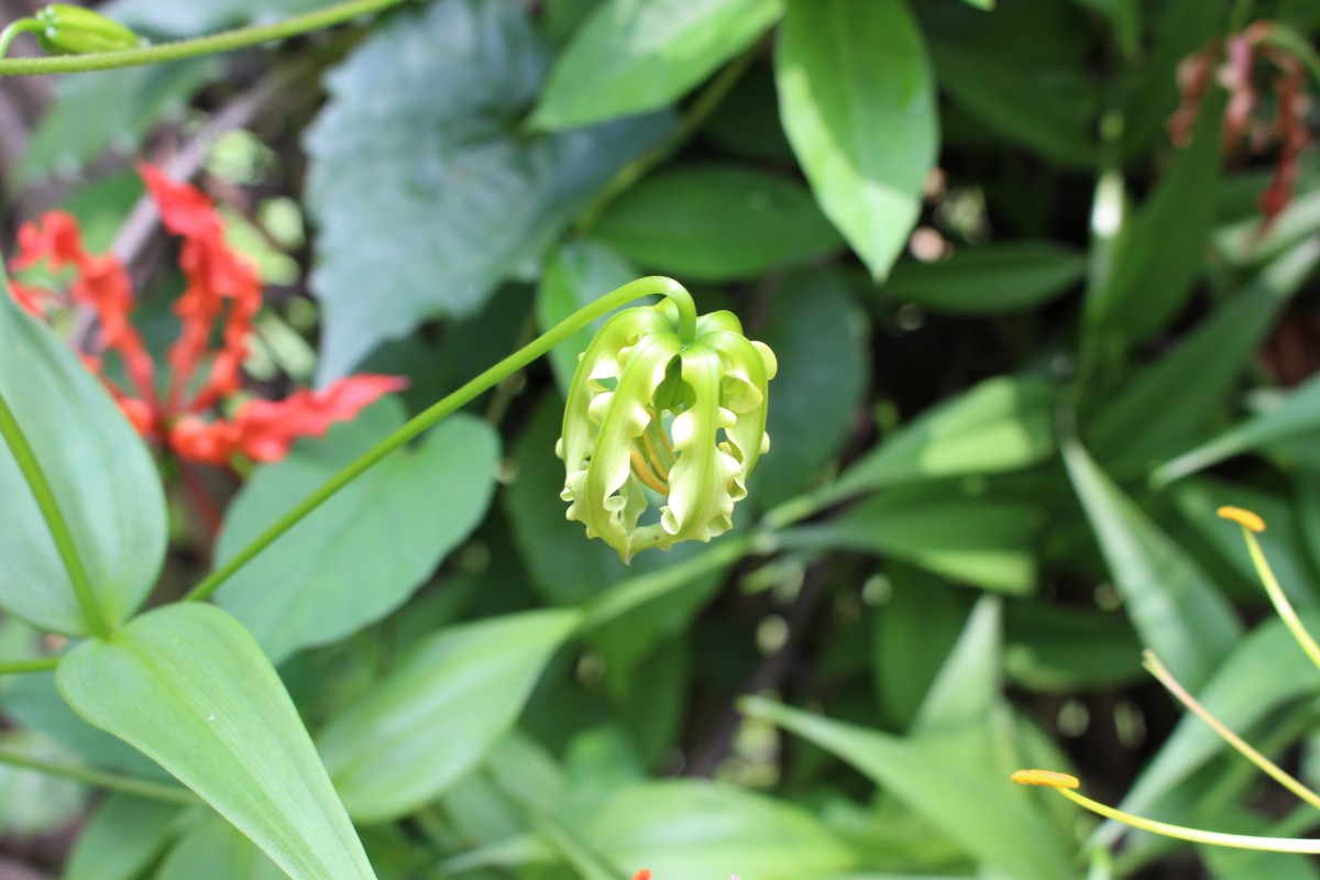 Gloriosa superba L.